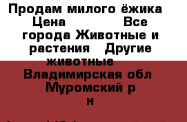 Продам милого ёжика › Цена ­ 10 000 - Все города Животные и растения » Другие животные   . Владимирская обл.,Муромский р-н